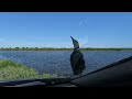 Hitchhiker on Black Point Wildlife Drive