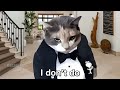 A.I. Sad Cat Videos be like