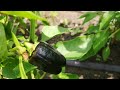 Growing peppers in Canada