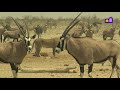 Namibia - Etosha National Park - Lion Alarm