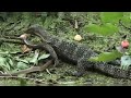 Wild Discovery Animals - Craziest Animal Fights Caught On Camera! Animals Documentary 2018