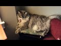 An introduction to my cats. A Siberian Forest cat, a Russian Blue and a Weirdo.