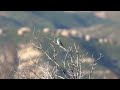 Lazuli Bunting, West Camino Cielo