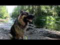 Walk With Milo and We Got LOST! Green River, Pacific Northwest, Washington Foraging Dog Walking POV
