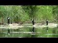 Geese on Campbell's Pond