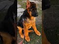 Son Of VA3 Bszs 2022 Quantum 🔥#viral #quantum #viral #trending #shorts #germanshepherd