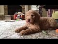 8 week old Labradoodle named HOBIE