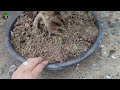 खाद डालने का Nursery वालों का Secret तरीका | How to Give Compost in Plants