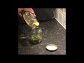 How to make Rosemary Oil using fresh leaves | Use for Hair Growth & REGROW bald patches. No joke!