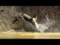 نمر يهاجم تمساح في الماء - Jaguar vs Crocodile