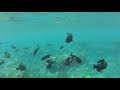 Snorkeling with Black Durgeons and Yellow Tangs, 8/21/2017