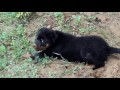 Rottweiler puppy playing in the mud