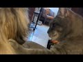 Reação final do gatinho surpreende/Cat's final reaction surprises