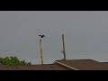 Huge Black Vulture drying wings and harassed by tiny fearless mockingbird