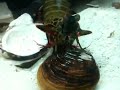 Mantis shrimp weapons of mass destruction