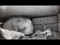 Hedgehog ablutions - Edited notes (had to take to rescue)