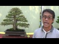 KEREN!!! PAMERAN BONSAI NASIONAL BERHARGA MILIARAN RUPIAH