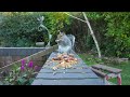 [NO ADS] Cat TV for Cats to Watch 😸 Birds & Squirrels eat on a wall 🕊️🐿️ Bird videos for cats