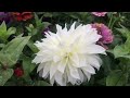 Dahlia and Zinnia Bloom Sale, Oct. 11, 2021, Utah