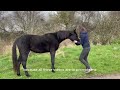 Why gentle horse training beats high pressure everytime