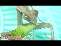 カマキリを消毒液に入れると…面白すぎた