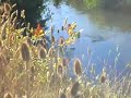 Amazon creek otters in Eugene Oregon.