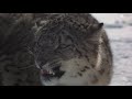 Snow Leopards 101 | Nat Geo Wild