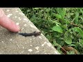 Florida Skink Lizard