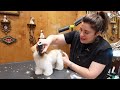 Adorable Shih Tzu Puppy Grooming Tutorial