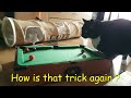 My Cat playing Pool 😻 The next Ronnie O'Sullivan? (with music of Tabo @digitalneko7975 )