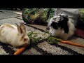 Iggy and Smudge eating carrots 🥕🐇