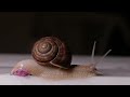 The Most Beautiful FILM on SNAILS// HOW SNAILS MOVE// Are SNAILS Good PETS// Are snails SLOW ANIMALS