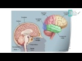 CNS Embryology