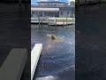 What Are These Manatees Doing In This Canal?