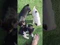 7 puppies playing, biting my foot!