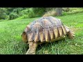 Stump Sulcata Tortoise 2yrs 4mo 1 stump power