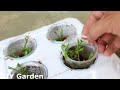 How to grow coriander in Styrofoam Box with water | Growing coriander from seed