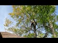 Tree Preservation  S2 || Ep 27