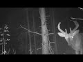 Trail Cam Check-In… Lots of deer including some nice bucks!