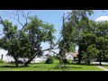 Derrickson's falling a dead walnut tree
