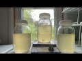 Propagate any Mushroom | Simple Liquid Culture Method