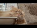 An owner who lives with a Siberian in Japan introduces the charms of Siberians (with subtitles)