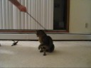 Penny chasing some string