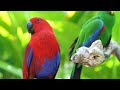 Best Amazing 8k Birds | Beautiful Birds Eye Catching | Mundo Trip