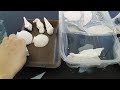 HOW TO USE PLASTER OF PARIS IN MOLDS
