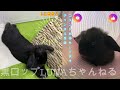 我が家のうさぎさんが実際に罹った病気と手術のお話🐰ご存知ですか？うさぎが本当にかかりやすい病気 #33