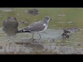 Juvenile Sabine's Gull at the Huntspill seawall in Somerset