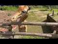 Giraffe Feeding