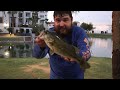 Fishing w/ JUMBO LIVEBAIT in the URBAN POND! (They Got Eaten)