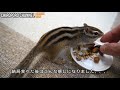 【シマリス】リスに試しにどんぐりあげてみたらリスのイメージが崩壊した...